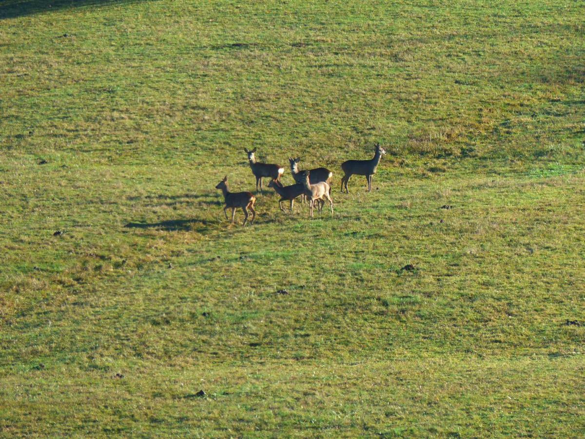 Gites Domaine de la Rochere Domsure Esterno foto
